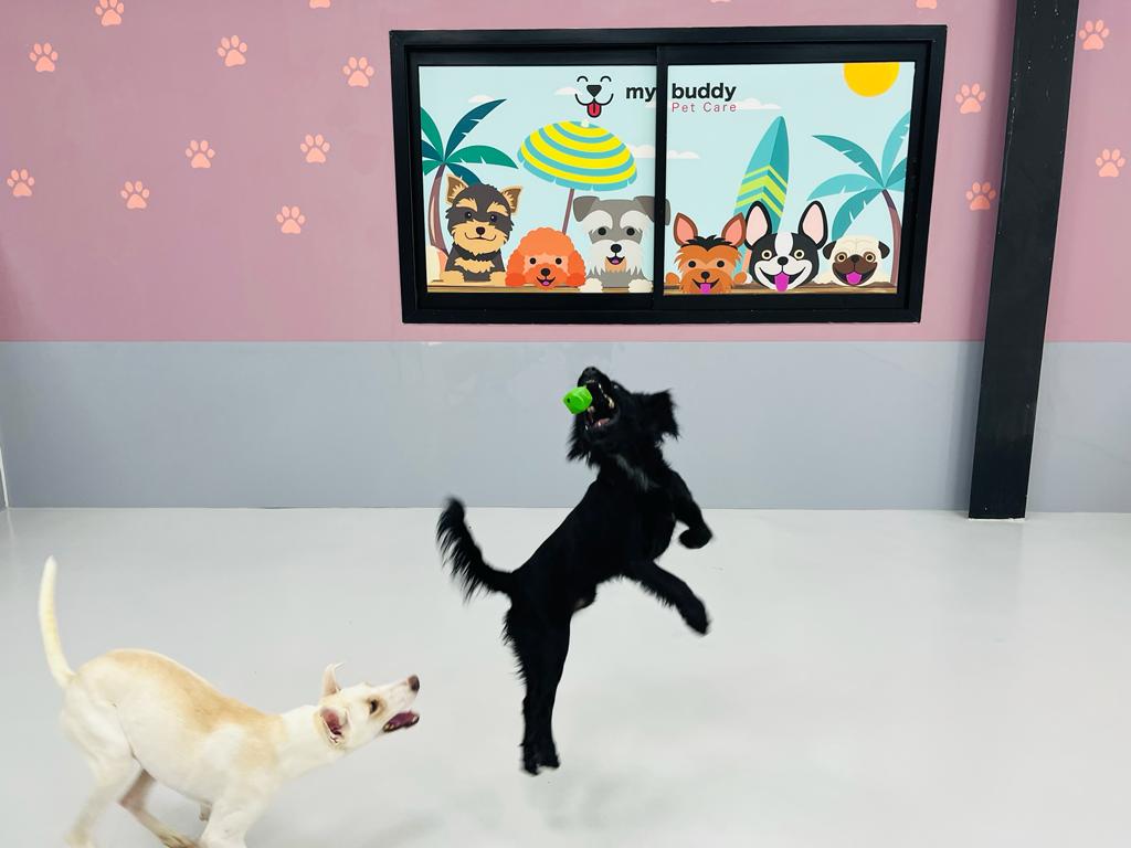 My Buddy Pet Care Best pet care in Dubai